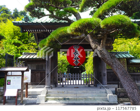 長谷寺（神奈川県鎌倉市） 117567785
