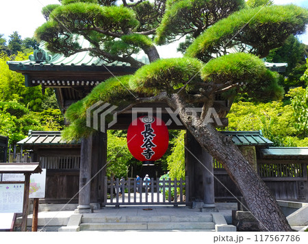 長谷寺（神奈川県鎌倉市） 117567786