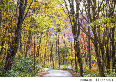紅葉の中を走る道「新穂高温泉・鍋平高原」 紅葉の中を走る道「新穂高温泉・鍋平高原」 117567804