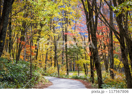 紅葉の中を走る道「新穂高温泉・鍋平高原」 117567806