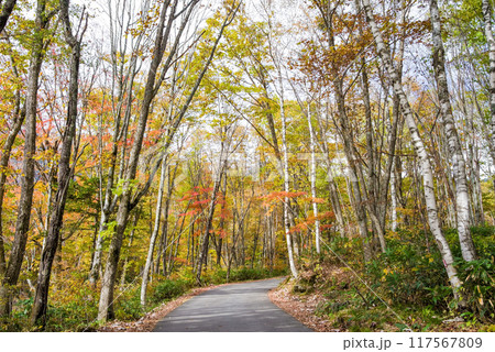 紅葉の中を走る道「新穂高温泉・鍋平高原」 紅葉の中を走る道「新穂高温泉・鍋平高原」 117567809