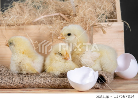 Three cute yellow baby chicks with broken eggshell on burlap sack and hay in the basket Three cute yellow baby chicks with broken eggshell on burlap sack and hay in the basket 117567814