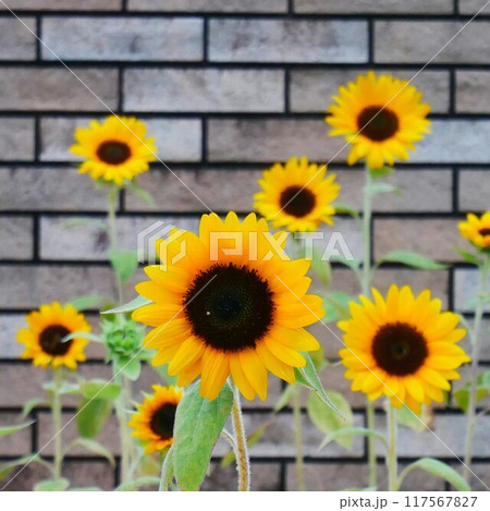 ひまわりたち ひまわりたち 117567827