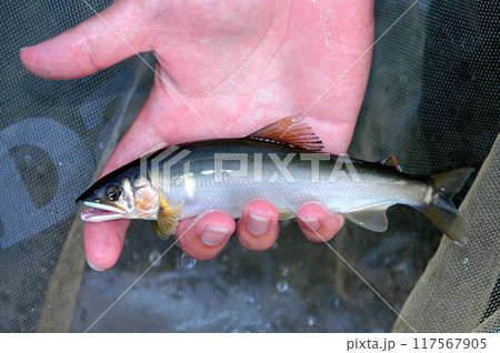 釣ったばかりの綺麗な天然アユ 釣ったばかりの綺麗な天然アユ 117567905