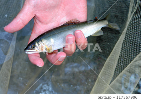 釣ったばかりの綺麗な天然アユ 釣ったばかりの綺麗な天然アユ 117567906