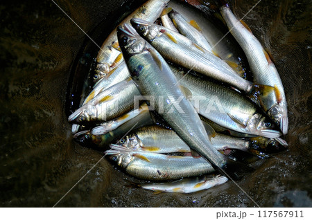釣ったばかりの綺麗な天然アユ 釣ったばかりの綺麗な天然アユ 117567911