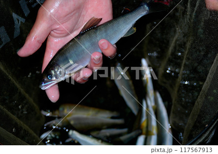 釣ったばかりの綺麗な天然アユ 釣ったばかりの綺麗な天然アユ 117567913
