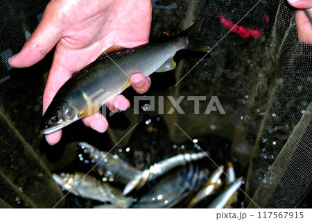 釣ったばかりの綺麗な天然アユ 釣ったばかりの綺麗な天然アユ 117567915
