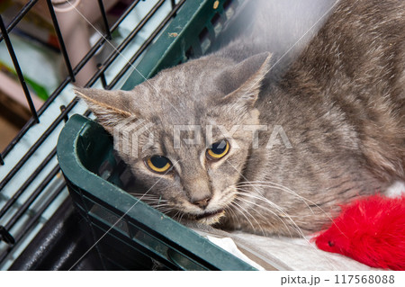 A gray cat possessing striking yellow eyes is leisurely laying in a green crate A gray cat possessing striking yellow eyes is leisurely laying in a green crate 117568088