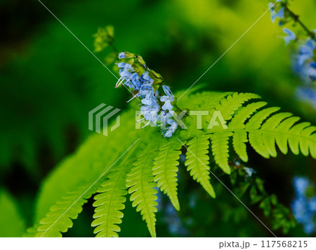 東海地方固有種シソ科シマジタムラソウの開花 東海地方固有種シソ科シマジタムラソウの開花 117568215