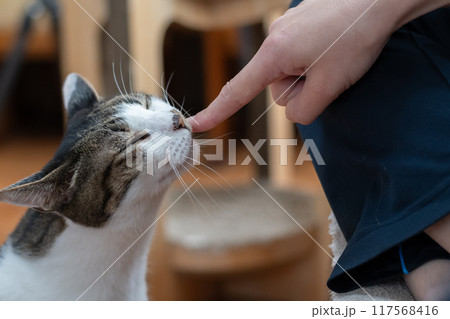 猫を撫でる　キジトラ猫 117568416