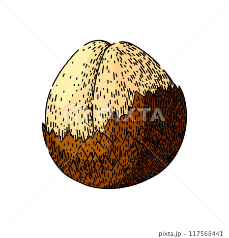 fresh salak fuit sketch hand drawn vector 117568441