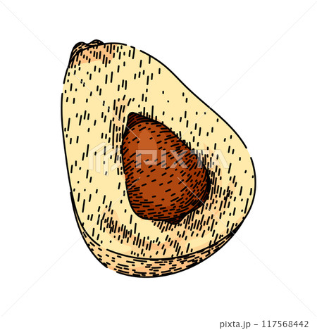 snake salak fuit sketch hand drawn vector 117568442
