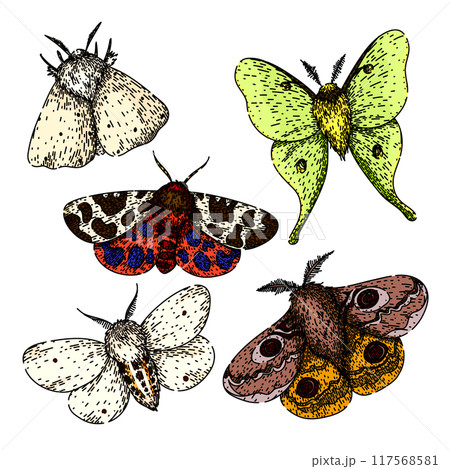 night moth set sketch hand drawn vector 117568581