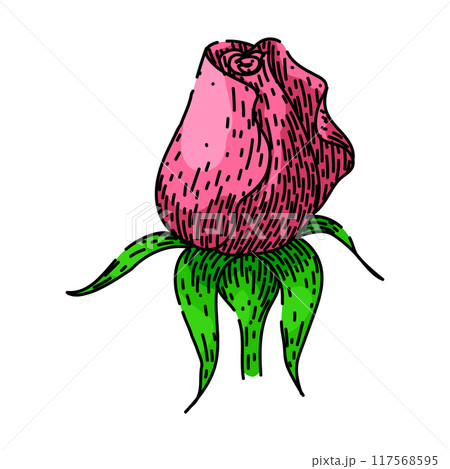 bloom rose flower sketch hand drawn vector 117568595