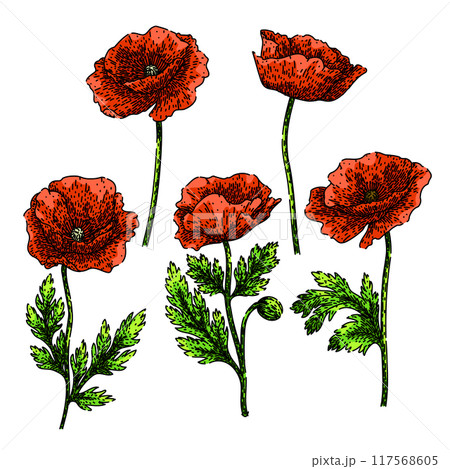 poppy set sketch hand drawn vector poppy set sketch hand drawn vector 117568605