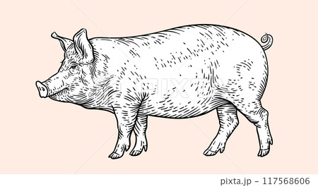 Pork, pig, hog sketch. Vintage retro print, black white farm domestic pig sketch ink pencil style drawing, engrave old school. Sketch artwork silhouette pig, white background. Vector Illustration 117568606