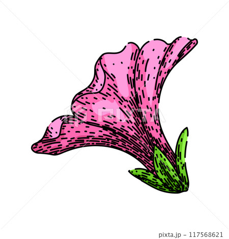 gardening petunia sketch hand drawn vector 117568621