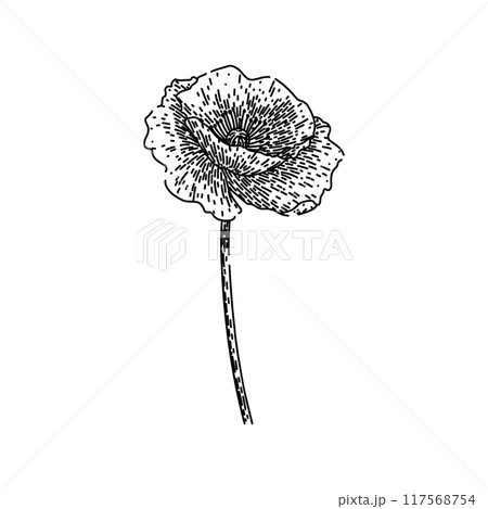 petals poppy sketch hand drawn vector petals poppy sketch hand drawn vector 117568754