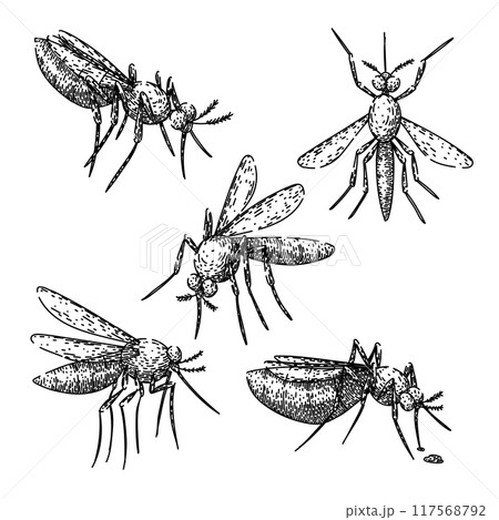 mosquito set sketch hand drawn vector mosquito set sketch hand drawn vector 117568792