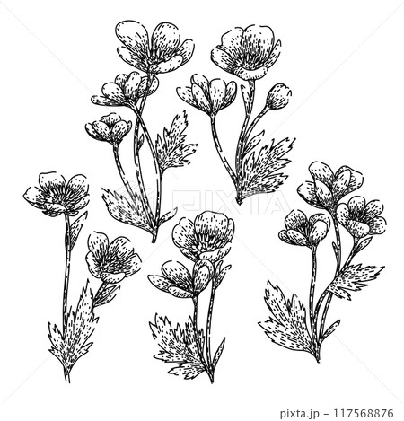 buttercup set sketch hand drawn vector 117568876