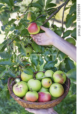 Apple harvest hands 117569094