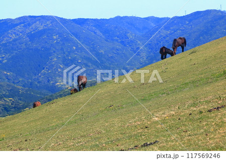 【宮崎県】晴天の都井岬（御崎馬の放牧場） 117569246