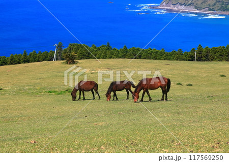 【宮崎県】晴天の都井岬(御崎馬の放牧場) 【宮崎県】晴天の都井岬(御崎馬の放牧場) 117569250