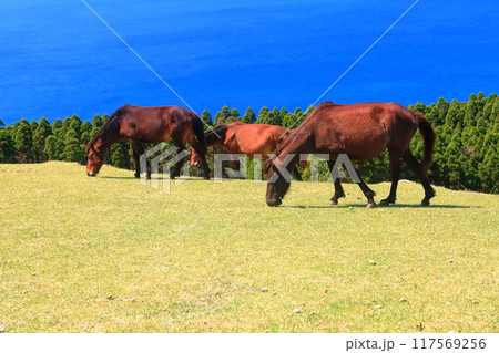 【宮崎県】晴天の都井岬（御崎馬の放牧場） 117569256
