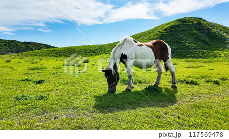 牧場で放牧されている馬の群れ 117569478