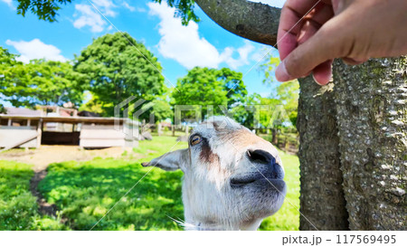 牧場で飼育される山羊 牧場で飼育される山羊 117569495