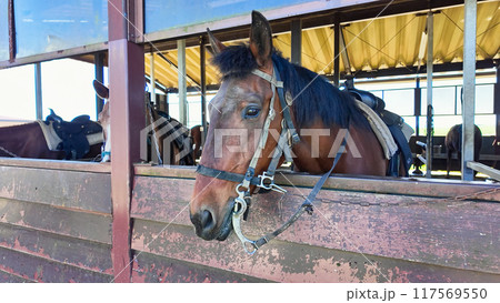 厩舎で飼育されている馬たち 117569550