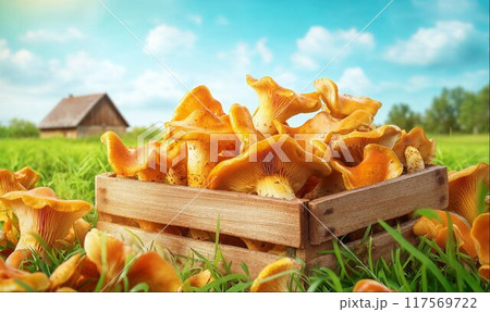 Box with freshly picked chanterelle mushrooms on green meadow, sunny day, rural landscape in background, AI generated 117569722