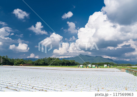 《長野県》夏空の野辺山高原・入道雲とレタス畑 117569963