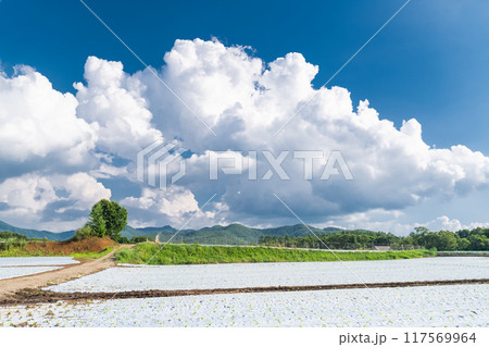 《長野県》夏空の野辺山高原・入道雲とレタス畑 《長野県》夏空の野辺山高原・入道雲とレタス畑 117569964