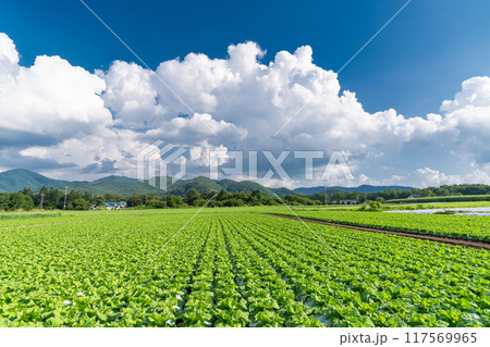 《長野県》夏空の野辺山高原・入道雲とレタス畑 117569965