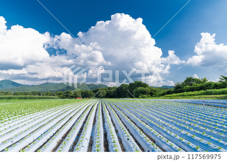 《長野県》夏空の野辺山高原・入道雲とレタス畑 117569975