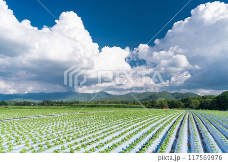 《長野県》夏空の野辺山高原・入道雲とレタス畑 《長野県》夏空の野辺山高原・入道雲とレタス畑 117569976