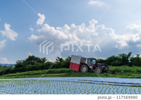 《長野県》夏空の野辺山高原・入道雲とレタス畑 《長野県》夏空の野辺山高原・入道雲とレタス畑 117569980