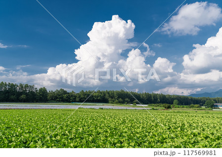 《長野県》夏空の野辺山高原・入道雲とレタス畑 《長野県》夏空の野辺山高原・入道雲とレタス畑 117569981