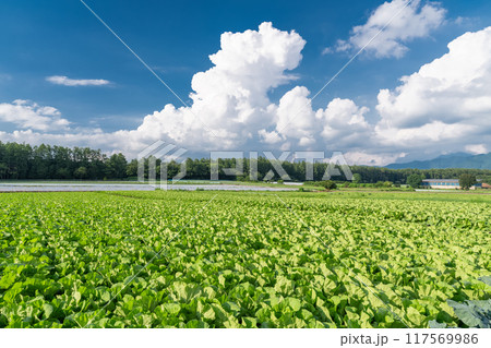《長野県》夏空の野辺山高原・入道雲とレタス畑 《長野県》夏空の野辺山高原・入道雲とレタス畑 117569986