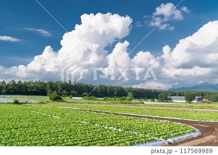 《長野県》夏空の野辺山高原・入道雲とレタス畑 《長野県》夏空の野辺山高原・入道雲とレタス畑 117569989