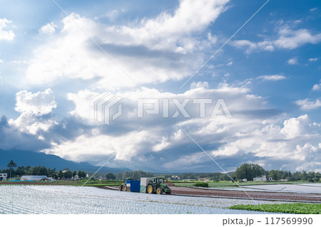 《長野県》夏空の野辺山高原・入道雲とレタス畑 《長野県》夏空の野辺山高原・入道雲とレタス畑 117569990