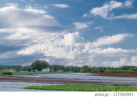 《長野県》夏空の野辺山高原・入道雲とレタス畑 《長野県》夏空の野辺山高原・入道雲とレタス畑 117569991
