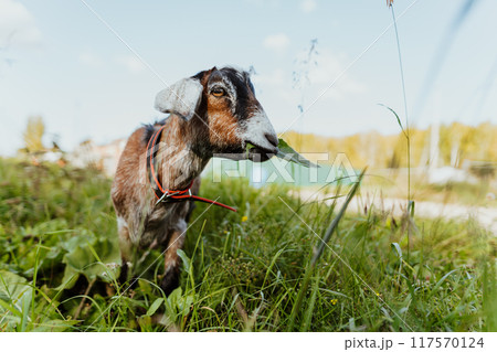 Alpine goat grazing on a lush green meadow in a natural environment on a sunny summer day. Close-up of an Alpine goat with brown and white spots eating leaf on vibrant pasture 117570124