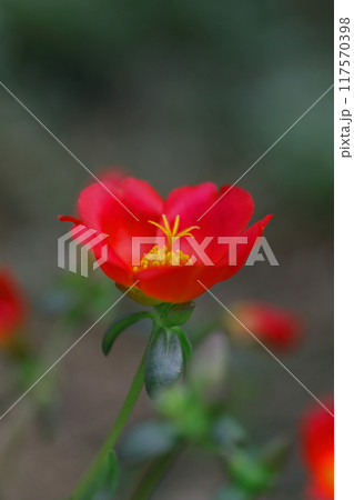 野に咲く赤いマツバボタンの花 野に咲く赤いマツバボタンの花 117570398