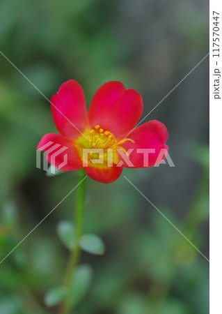 赤いマツバボタンの花 117570447