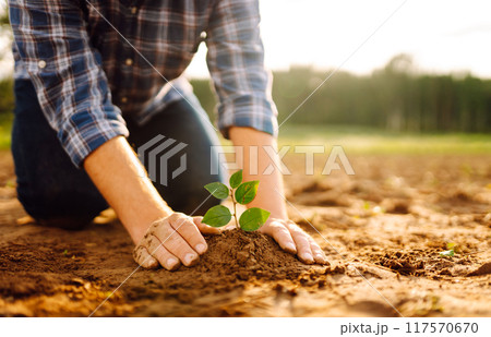 Hands of an experienced farmer plants and cares for new sprout in field. Gardening concept, ecology. 117570670
