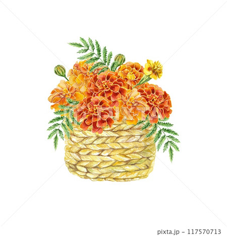 Marigolds watercolor, beautiful flowers in a wicker basket. Botanical illustration isolated. For birthday cards, wedding invitations, covers, posters. 117570713