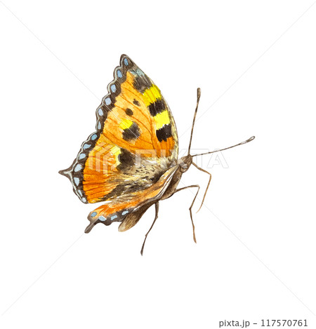 Butterfly, orange with black spots. Hand drawn watercolor illustration isolated on white background. For greeting cards, invitations, summer banners and posters. 117570761